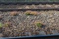 Spotted Geranium growing between train tracks
