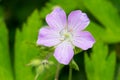 Spotted Geranium - Geranium maculatum Royalty Free Stock Photo