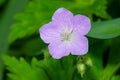 Spotted Geranium - Geranium maculatum Royalty Free Stock Photo