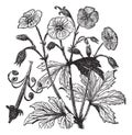 Spotted Geranium or Geranium maculatum vintage engraving Royalty Free Stock Photo