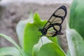 Spotted Glass Wing butterfly Royalty Free Stock Photo