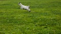 Spotted goat with big horns and yellow eyes grazing in a meadow. Funny goat on a leash eats a green grass. Livestock