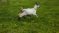 Spotted goat with big horns and yellow eyes grazing in a meadow. Funny goat on a leash eats a green grass. Livestock