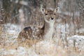 Spotted Graceful Doe, Looking At You. Fallow Deer & x28;Dama Dama& x29; In Royalty Free Stock Photo