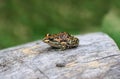 The spotted grass frog or spotted marsh frog (Limnodynastes tasmaniensis) sitting on log with orange stripe down back. The frog i Royalty Free Stock Photo