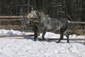 Spotted gray galloping wintertime in winter corral