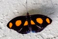 Spotted Grecian shoemaker butterfly with wide open wings