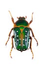 Spotted green beetle on the white background Royalty Free Stock Photo