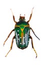 Spotted green beetle on the white background Royalty Free Stock Photo