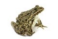 Spotted green frog Royalty Free Stock Photo