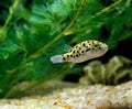 Spotted Green Puffer Fish, tetraodon fluviatilis Royalty Free Stock Photo