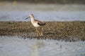 Spotted greenshank