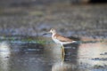 Spotted greenshank