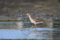 Spotted greenshank