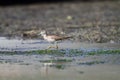 Spotted greenshank