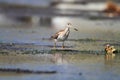 Spotted greenshank