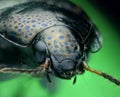 Spotted ground beetle close-up