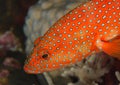 Spotted grouper - Red Sea Egypt Royalty Free Stock Photo