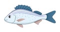 Spotted Grunter Fish On A White Background