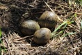 Spotted gull bird eggs in a nest in a natural habitat