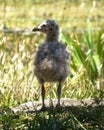 Spotted gull chick in down rear view
