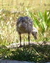 Spotted gull chick in down rear view