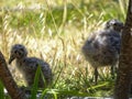 Spotted gull chicks in down among the grass on the shore