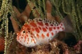 Spotted hawkfish Royalty Free Stock Photo