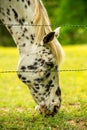 horse eating grass Royalty Free Stock Photo