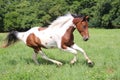 Spotted Horse Running