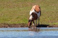 Spotted horse on the shore of the pond. Horse near a watering place. Bashkiria Royalty Free Stock Photo