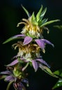 Spotted Horsemint or Bee Balm in bloom Royalty Free Stock Photo