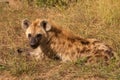 Spotted Hyaena Royalty Free Stock Photo