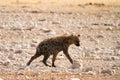 Spotted Hyaena Royalty Free Stock Photo