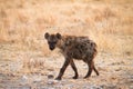 Spotted Hyaena Royalty Free Stock Photo