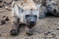 Spotted Hyena - Crocuta crocuta