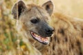 Spotted Hyaena (Crocuta crocuta) Royalty Free Stock Photo