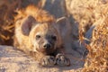 Spotted hyaena (Crocuta crocuta) Royalty Free Stock Photo