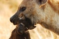 Spotted Hyaena (Crocuta crocuta) Royalty Free Stock Photo