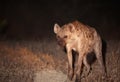 Spotted hyaena (Crocuta crocuta) Royalty Free Stock Photo