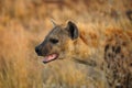 Spotted Hyaena (Crocuta crocuta) Royalty Free Stock Photo