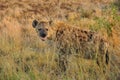 Spotted Hyaena (Crocuta crocuta)