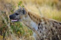 Spotted Hyaena (Crocuta crocuta)