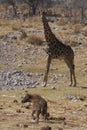 Spotted Hyaena in a waterhole in Etosha National Park, Namibia Royalty Free Stock Photo