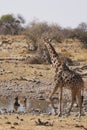 Spotted Hyaena in a waterhole in Etosha National Park, Namibia Royalty Free Stock Photo