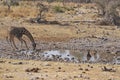 Spotted Hyaena in a waterhole in Etosha National Park, Namibia Royalty Free Stock Photo