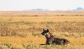 Spotted hyaena crocuta crocuta in grassland at Liuwa Plains, Zambia. Royalty Free Stock Photo