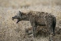 Spotted hyaena, Crocuta crocuta, Royalty Free Stock Photo