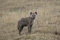 Spotted hyaena, Crocuta crocuta, Royalty Free Stock Photo