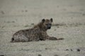 Spotted hyaena, Crocuta crocuta, Royalty Free Stock Photo